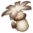 Philanemo Mushroom
